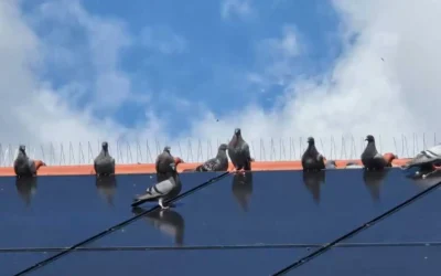 Taubenprävention auf dem Dach Schäden an PV-Anlagen vermeiden Netze Spikes Reinigung